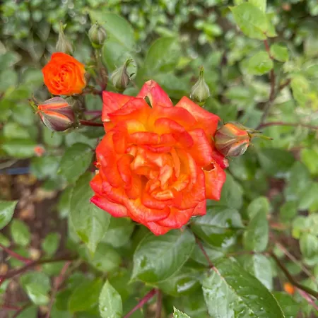 Amarena Santa Marina, Апартамент