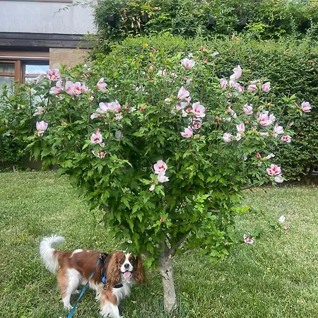 Апартамент Amarena Santa Marina, *