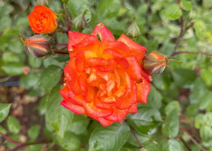 Amarena Santa Marina, Apartament